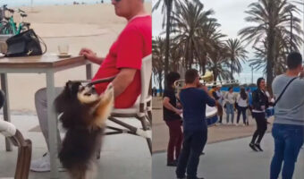 ブラスバンドの演奏にノリノリになっているポメラニアン。リズミカルに踊るその姿は実にアゲアゲ！！