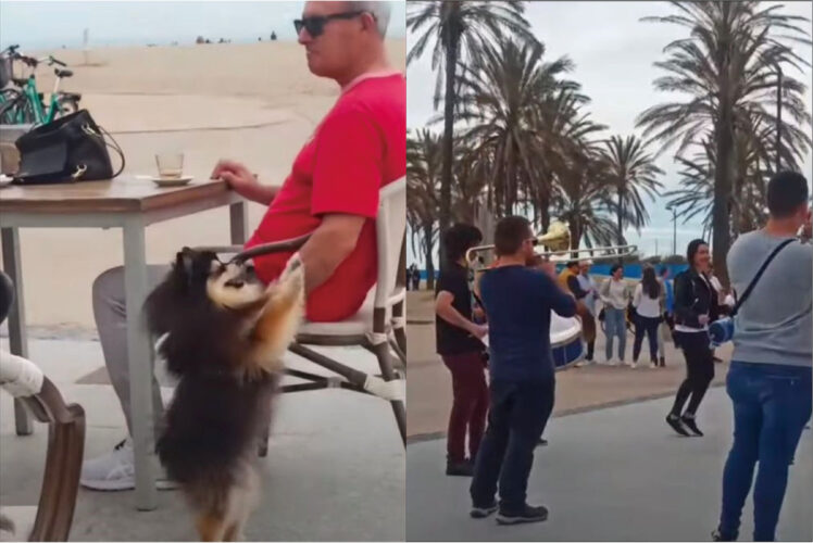 ブラスバンドの演奏にノリノリになっているポメラニアン。リズミカルに踊るその姿は実にアゲアゲ！！