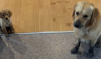 金曜日の夜に訪れた悲劇。玄関にいる愛犬のゴールデンリトリバーたち。泥だらけのこの子たちは、元気に家中を走り回ったりしたようです
