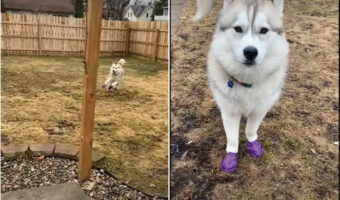 犬用ブーツを貰ってごきげんなハスキーの子犬。軽やかに駆けたりピョンピョン跳ねたり!よほど気に入ったのか、楽しそうに走り回っています!