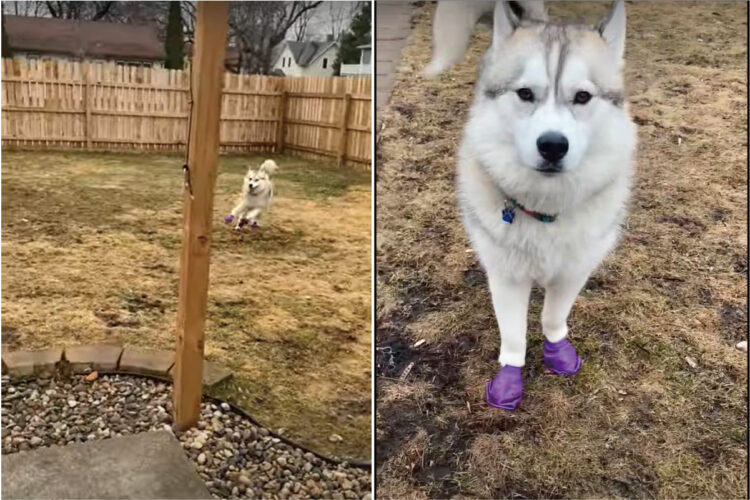 犬用ブーツを貰ってごきげんなハスキーの子犬。軽やかに駆けたりピョンピョン跳ねたり！よほど気に入ったのか、楽しそうに走り回っています！