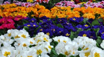 冬や春に咲く「プリムラ」の花言葉は？その特徴や名前の由来は？