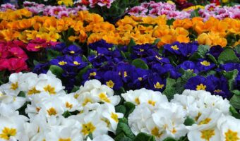 冬や春に咲く「プリムラ」の花言葉は?その特徴や名前の由来は?