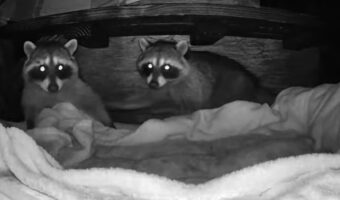 「なんか聞こえた!」「怖い・・」屋外カメラに映るアライグマたちの取っ組み合い。そこで「ケンカを止めなさい」とカメラの機能で声をかけると・・