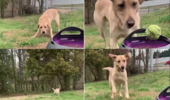 ボールランチャーを使ってセルフキャッチボールを楽しむ犬。ボールが出てくるのが待ちきれないようで、尻尾をピョコピョコ体をピョンピョンさせています!