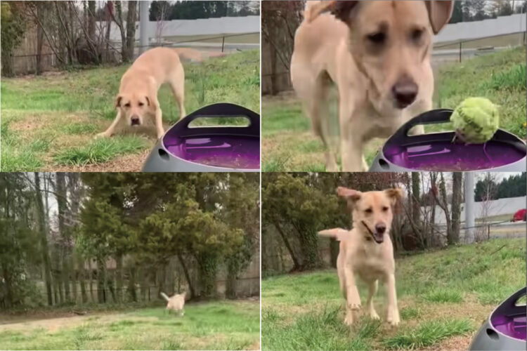 ボールランチャーを使ってセルフキャッチボールを楽しむ犬。ボールが出てくるのが待ちきれないようで、尻尾をピョコピョコ体をピョンピョンさせています！