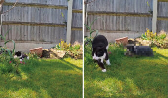 庭でのんびりしていたところ、焦ったように駆け出した猫。実はこの時、意外な子に襲撃をかけられていたのです!!