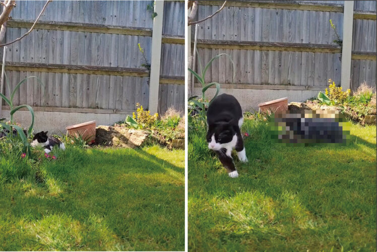 庭でのんびりしていたところ、焦ったように駆け出した猫。実はこの時、意外な子に襲撃をかけられていたのです！！