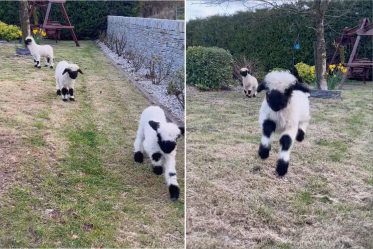 【世界一かわいいヒツジ】みんなで足を揃えて元気にピョンピョン！！白と黒のコントラストの映えるヴァレー・ブラックノーズシープの赤ちゃんたち