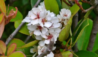 シャリンバイとはどんな花?その実はどんな風に使われるの?花言葉はなに?