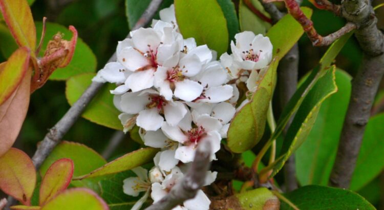 シャリンバイとはどんな花？その実はどんな風に使われるの？花言葉はなに？
