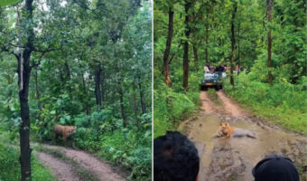 ジャングルで遭遇した巨大なトラ。至近距離なのでなにか起きるかもという怖さもありましたが・・・、トラの方はすっかりリラックスしていました