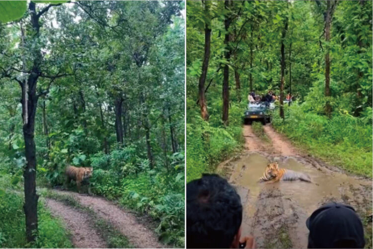 ジャングルで遭遇した巨大なトラ。至近距離なのでなにか起きるかもという怖さもありましたが・・・、トラの方はすっかりリラックスしていました