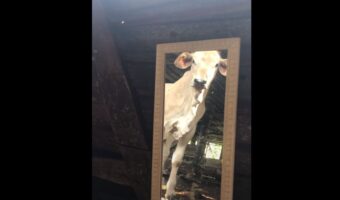 「えっ、そこにいるのは誰?!」鏡を使って自分の姿を初めて見た子牛たち。なにが起きているのか分かっているのかとタジタジになっているようです