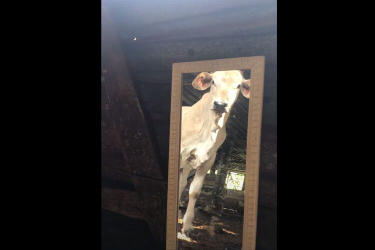 「えっ、そこにいるのは誰？！」鏡を使って自分の姿を初めて見た子牛たち。なにが起きているのか分かっているのかとタジタジになっているようです