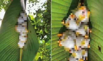 葉っぱの裏に白いモフモフのお団子が?!なにかの繭かと思ったら・・・、じつはこれ、シロヘラコウモリというコウモリたちなんです!!