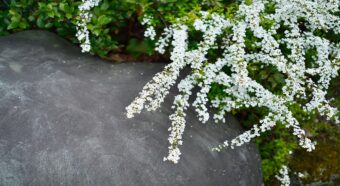 春の訪れを知らせる「ユキヤナギ」の花言葉は？その名前の由来は？