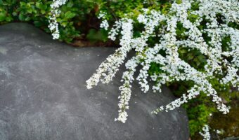 春の訪れを知らせる「ユキヤナギ」の花言葉は?その名前の由来は?
