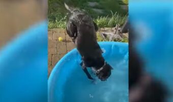 ラブラドゥードルが新しいプールに大喜び！ジャンプしたり、走りまわったり・・・、そのリアクションに見ている方もほっこりした気持ちになります