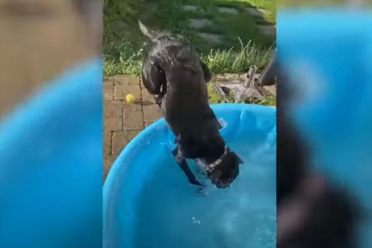 ラブラドゥードルが新しいプールに大喜び！ジャンプしたり、走りまわったり・・・、そのリアクションに見ている方もほっこりした気持ちになります