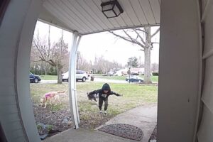 男の子に連れられて散歩に出ていた犬たち。もうお家に着いて散歩は終わりなのですが、パワフルな2匹はこの後トンデモナイことを引き起こしました！！