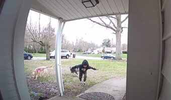 男の子に連れられて散歩に出ていた犬たち。もうお家に着いて散歩は終わりなのですが、パワフルな2匹はこの後トンデモナイことを引き起こしました！！