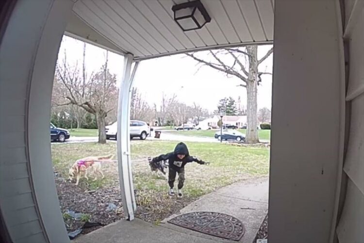 男の子に連れられて散歩に出ていた犬たち。もうお家に着いて散歩は終わりなのですが、パワフルな2匹はこの後トンデモナイことを引き起こしました！！