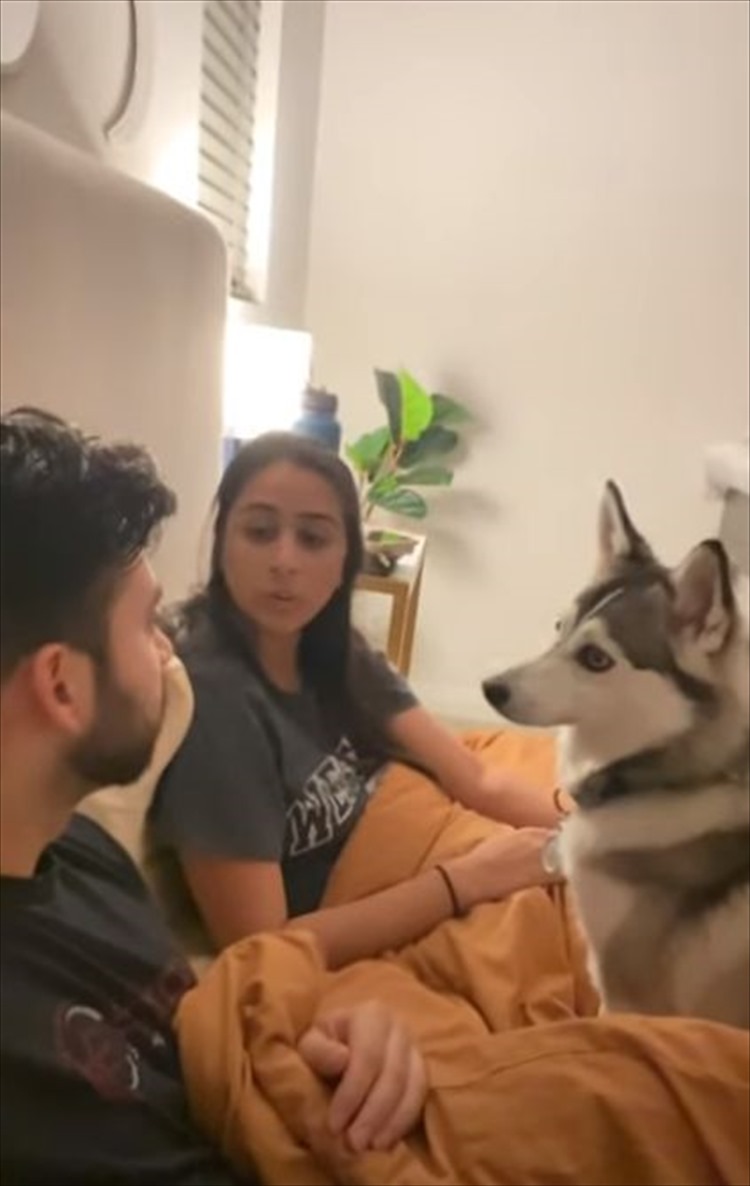 ケンカはやめるワン 飼い主さん夫婦が口ゲンカをすると 仲裁すべく即座にパパさんに口を開かせないようにするポムスキー アメリカ 動画 Fundo