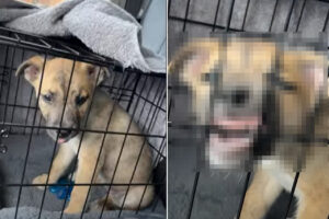 もうすぐお家に着くと気が付いた子犬。帰ったらたくさん遊ぼうと思い、さっそくエキサイティング！その時見せた形相がスゴい【アメリカ・動画】