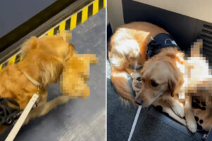 お気に入りのぬいぐるみをくわえて空の旅にお供する介助犬。そのキュートな姿に、すれ違う人は次々と虜になってしまいます！【アメリカ・動画】