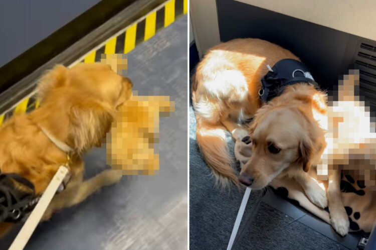 お気に入りのぬいぐるみをくわえて空の旅にお供する介助犬。そのキュートな姿に、すれ違う人は次々と虜になってしまいます！【アメリカ・動画】