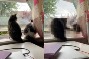 仲が悪いという2匹の猫。珍しく並んで座っていると思ったら・・、1匹が相手の隙をついたトンデモないイタズラを仕掛けました！！【海外・動画】