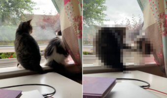 仲が悪いという2匹の猫。珍しく並んで座っていると思ったら・・、1匹が相手の隙をついたトンデモないイタズラを仕掛けました！！【海外・動画】