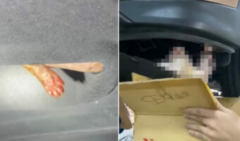 バンパーの下から覗いていた小さな手が!車に入り込んでしまった子猫を救出するとそこには5匹もの子猫が!【海外・動画】