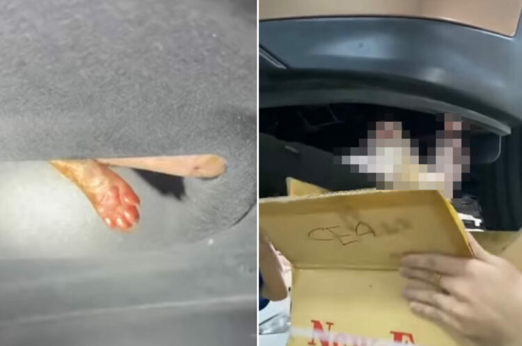 バンパーの下から覗いていた小さな手が！車に入り込んでしまった子猫を救出するとそこには5匹もの子猫が！【海外・動画】