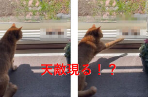 天敵現る！？実家の猫が戦っていた敵の正体が凄かった
