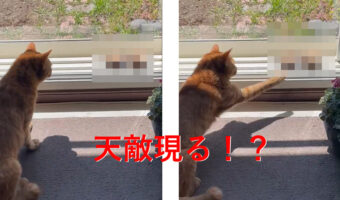 天敵現る!?実家の猫が戦っていた敵の正体が凄かった