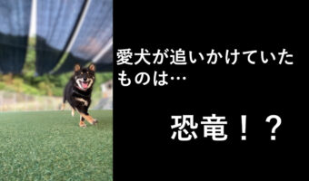 ドッグランで楽しく走り回る豆柴と恐竜!?楽しそうな飼い主と愛犬の姿がTwitterで話題に!