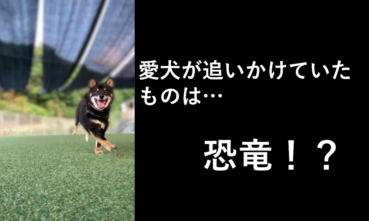 ドッグランで楽しく走り回る豆柴と恐竜！？楽しそうな飼い主と愛犬の姿がTwitterで話題に！