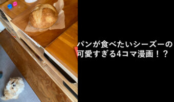 パンが食べたかったけどもらえなかったシーズーの写真が4コマ漫画みたいで面白い