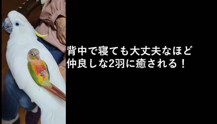 とても仲良しなオウムとインコ！仲が良すぎて背中で寝ても大丈夫！