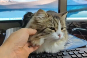 スコティッシュフォールドの首をコショコショしていたら、とてもかわいいリアクションが！その姿は160万再生される大評判に【Twitter・動画】