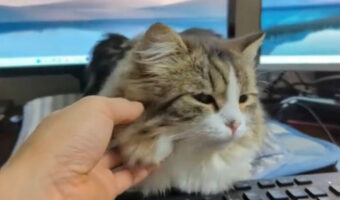 スコティッシュフォールドの首をコショコショしていたら、とてもかわいいリアクションが！その姿は160万再生される大評判に【Twitter・動画】