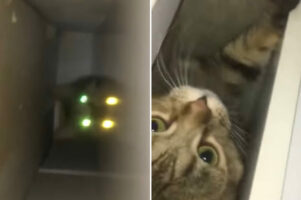 まるで忍者かスパイ？！物音がしたのに姿の見えない愛猫、潜んでいた場所はなんと・・・！！【海外・動画】