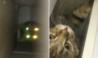 まるで忍者かスパイ?!物音がしたのに姿の見えない愛猫、潜んでいた場所はなんと・・・!!【海外・動画】