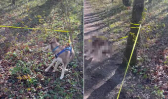 元気に走り回りすぎてリードが木に絡まった子犬。ところがこの子は、解決策を自分で見つけ出したみたいです!!【海外・動画】