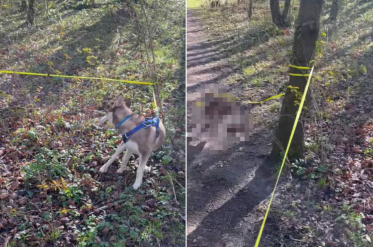 元気に走り回りすぎてリードが木に絡まった子犬。ところがこの子は、解決策を自分で見つけ出したみたいです！！【海外・動画】