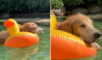 浮き輪にもたれて水面にプカプカ浮かぶゴールデンレトリバー。すっかりリラックスしきって、波に身を任せているみたいです【海外・動画】