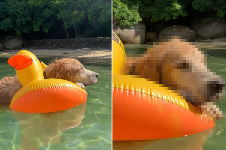 浮き輪にもたれて水面にプカプカ浮かぶゴールデンレトリバー。すっかりリラックスしきって、波に身を任せているみたいです【海外・動画】