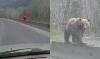 道路の向こうから歩いてくるグリズリー。その足元では、「綱渡り」を彷彿とさせるスゴいバランス感覚を見せていました！！【海外・動画】